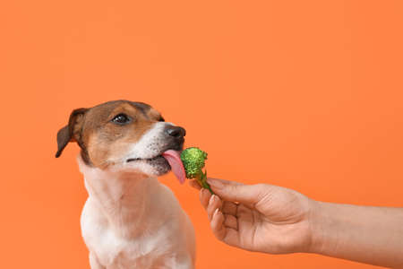 Owner feeding cute dog with broccoli on color backgroundの写真素材
