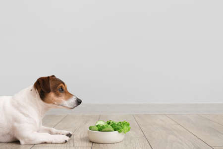 Cute dog and bowl with fresh vegetables on floor near light wallの写真素材