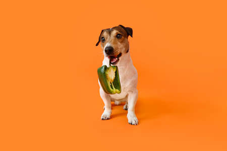 Cute dog eating bell pepper on color backgroundの写真素材