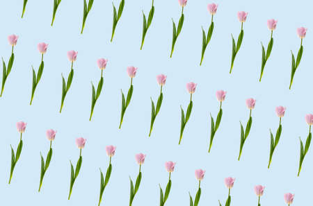 Beautiful fresh tulips on light backgroundの写真素材