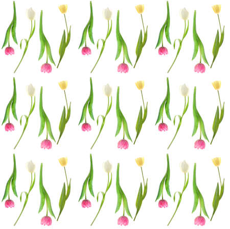 Beautiful fresh tulips on white backgroundの写真素材