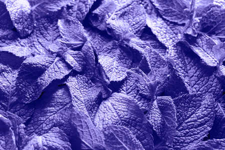 Fresh violet mint as backgroundの写真素材