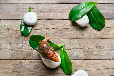 Giant Achatina snail, leaves and pebbles on wooden background