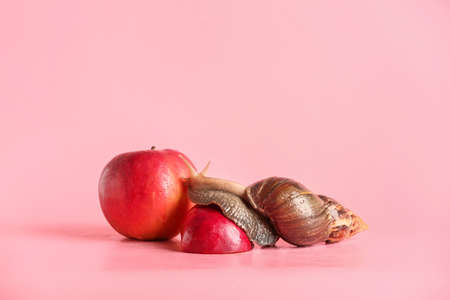 Giant Achatina snail and apples on color backgroundの写真素材
