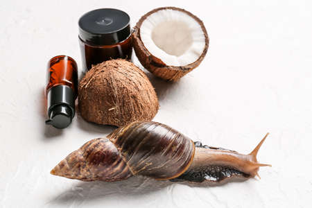 Giant Achatina snail and cosmetics on white background