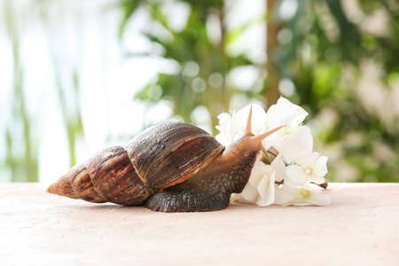 Giant Achatina snail and flowers on tableの写真素材
