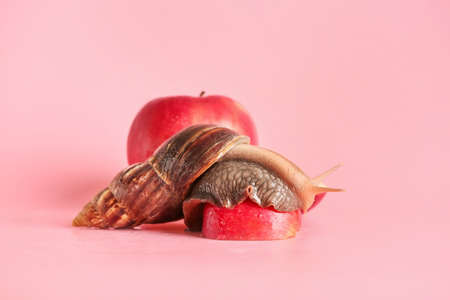 Giant Achatina snail and apples on color background