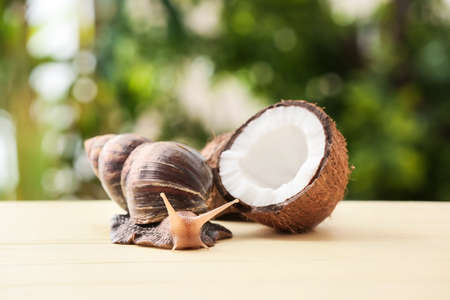 Giant Achatina snail and coconut on table