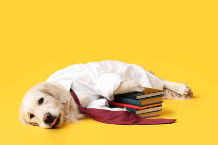 Business dog with notebooks on color backgroundの写真素材