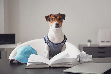 Cute business dog working in officeの写真素材