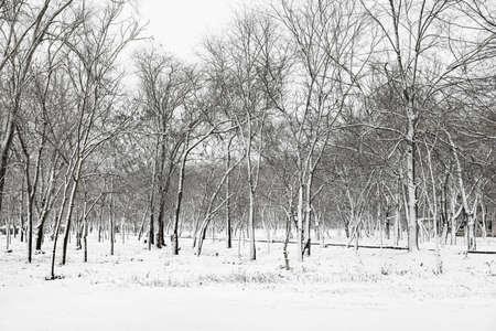 Trees covered with snow in winter parkの写真素材