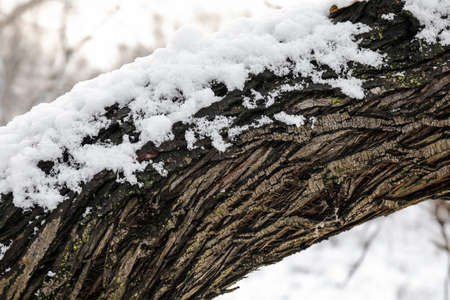 tree trunk covered with snowの写真素材