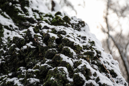 tree trunk covered with snowの写真素材
