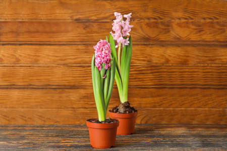 Beautiful blooming hyacinth plants on wooden backgroundの写真素材