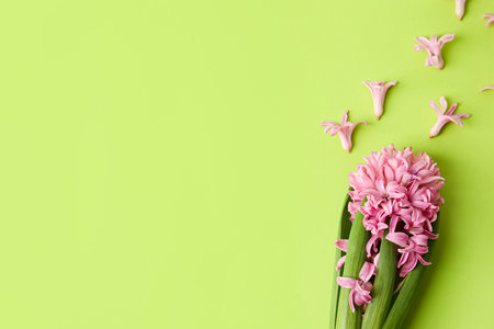 Beautiful blooming hyacinth plant on color backgroundの写真素材