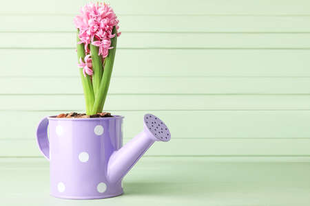 Watering can with beautiful blooming hyacinth plant on wooden backgroundの写真素材