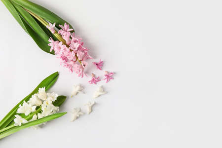 Beautiful blooming hyacinth plants on light backgroundの写真素材