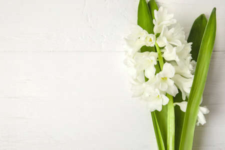 Beautiful blooming hyacinth plant on white wooden backgroundの写真素材