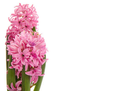 Beautiful blooming hyacinth plants on white backgroundの写真素材