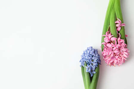 Beautiful blooming hyacinth plants on light backgroundの写真素材