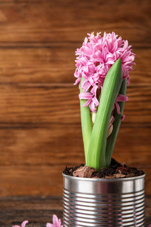 Beautiful blooming hyacinth plant on wooden backgroundの写真素材