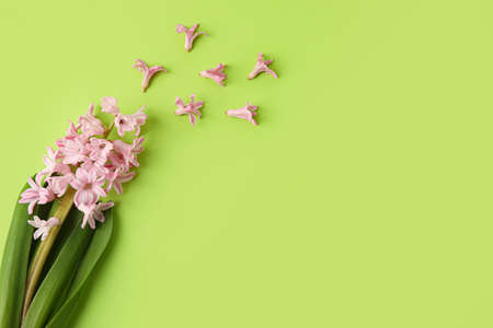 Beautiful blooming hyacinth plant on color background