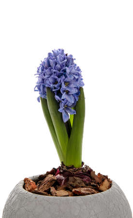 Beautiful blooming hyacinth plant on white backgroundの写真素材