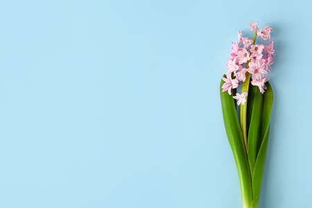 Beautiful blooming hyacinth plant on color background