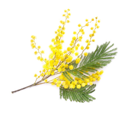 Beautiful blooming mimosa branch on white backgroundの写真素材