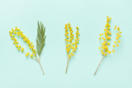 Beautiful mimosa flowers on color backgroundの写真素材