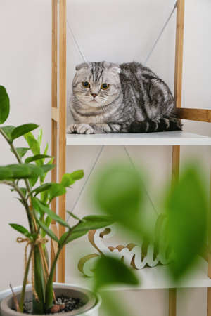 Cute cat on shelf near light wallの写真素材