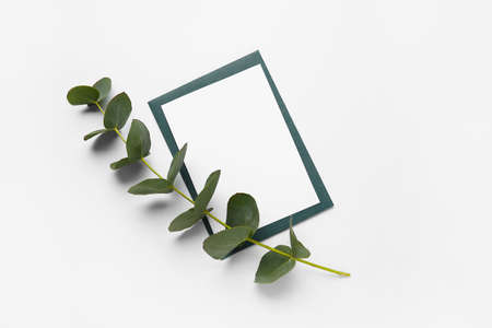 Blank card and eucalyptus on white backgroundの写真素材