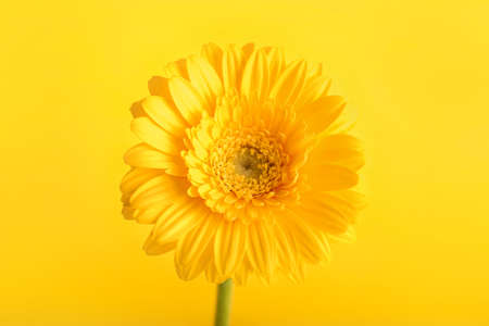 Beautiful flower on color backgroundの写真素材