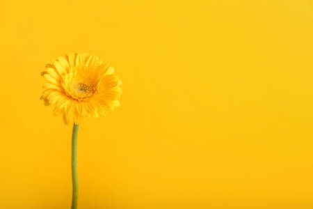 Beautiful flower on color background
