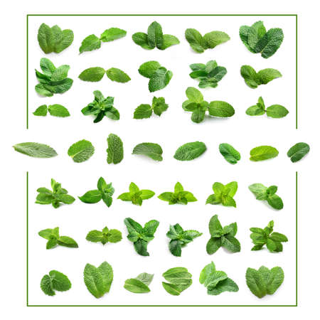 green mint leaves on white background