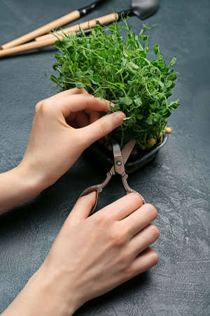 Woman cutting fresh micro green on black background, closeupの写真素材