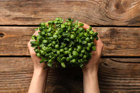 Woman with fresh micro green on wooden table, closeupの写真素材