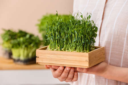 Woman with healthy micro green at home, closeupの写真素材