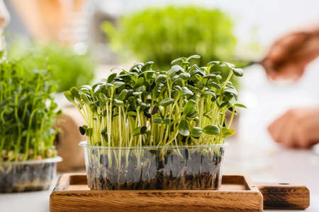Board with fresh sunflower micro green on table
