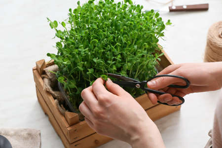 Woman cutting micro green on light background, closeup