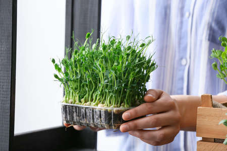 Woman with fresh micro greens, closeupの写真素材