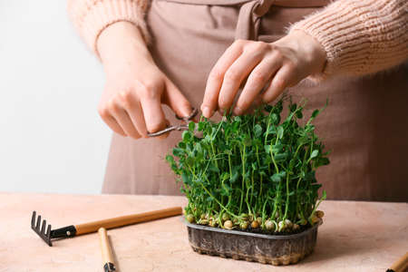 Woman cutting fresh micro green on tableの写真素材