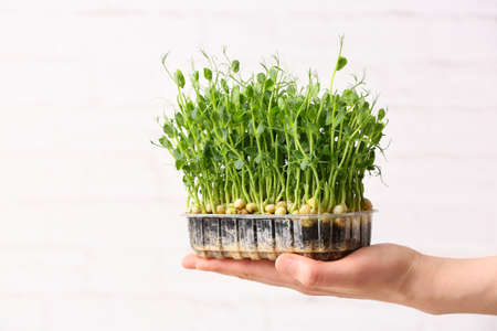 Female hand with fresh micro green on white backgroundの写真素材