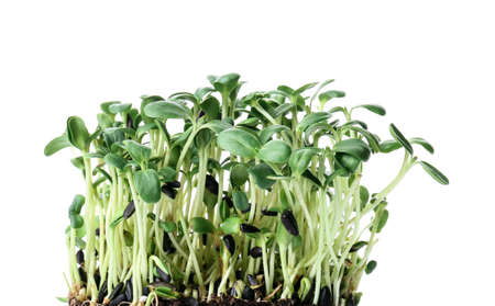 Fresh sunflower micro green on white background