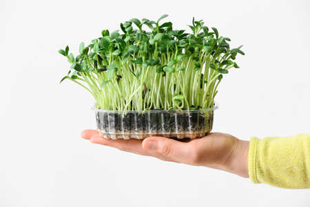 Female hand with fresh micro green on light background