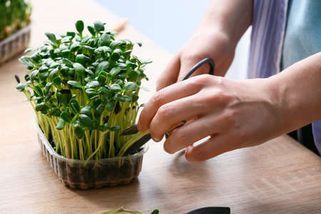 Woman cutting fresh micro green on tableの写真素材