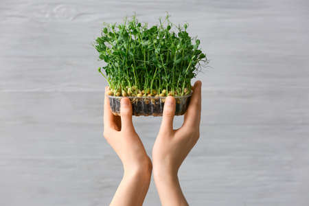 Female hands with fresh micro green on gray backgroundの写真素材