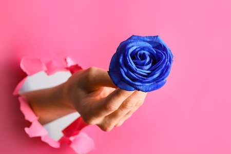 Female hand with blue rose visible through hole in color paperの写真素材