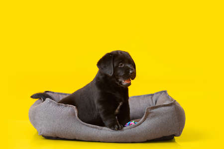 Cute Labrador puppy in pet bed on color background