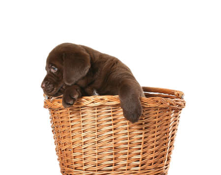 Cute Labrador puppy in basket on white backgroundの写真素材
